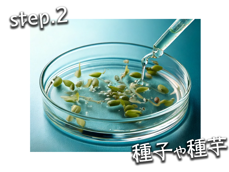 種子の発芽・発根を促進する